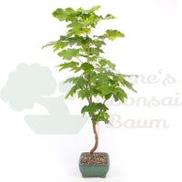 Dreispitzahorn 'Acer buergerianum'