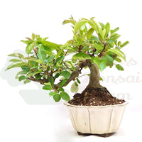 Zierapfel 'Malus spec.'