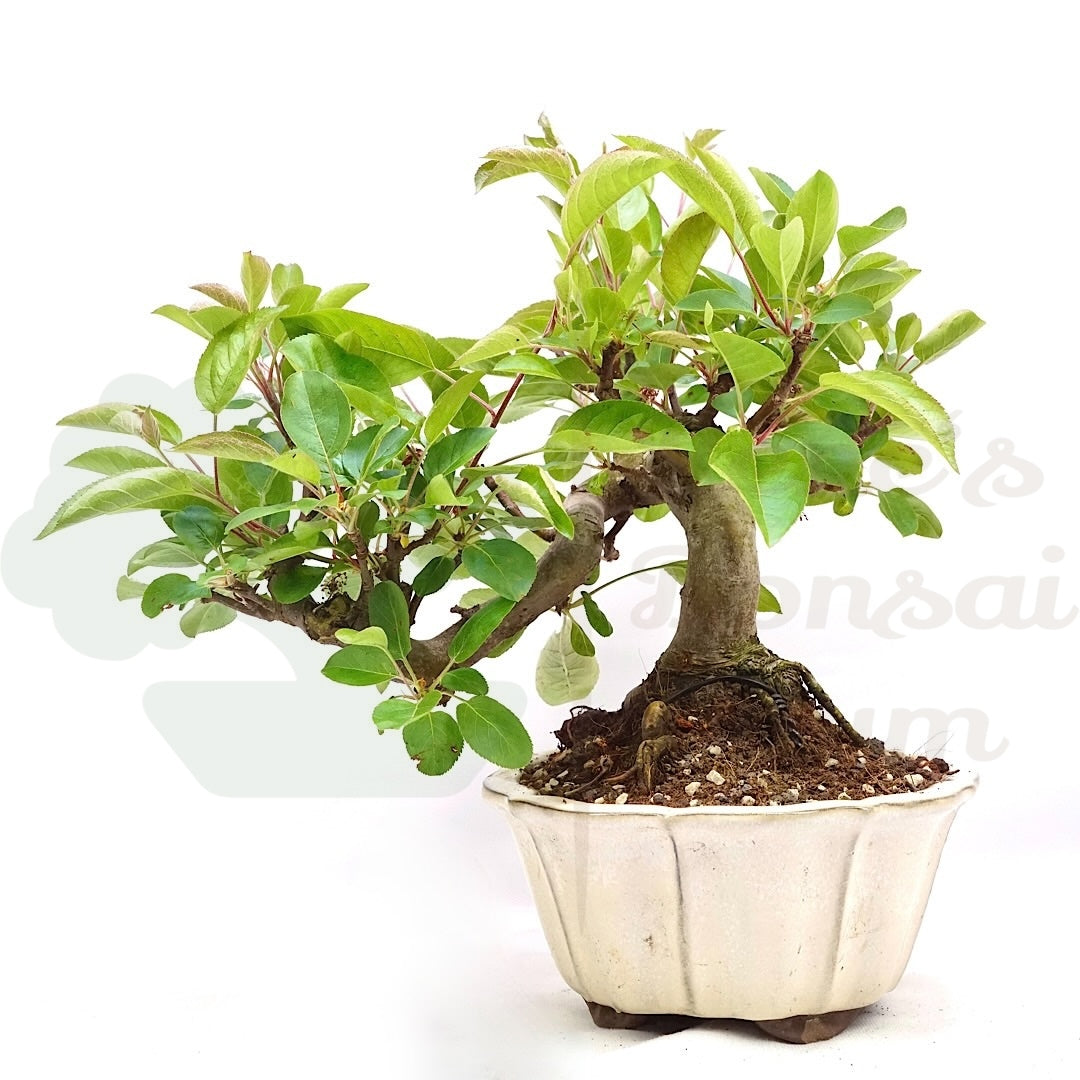 Zierapfel 'Malus spec.'