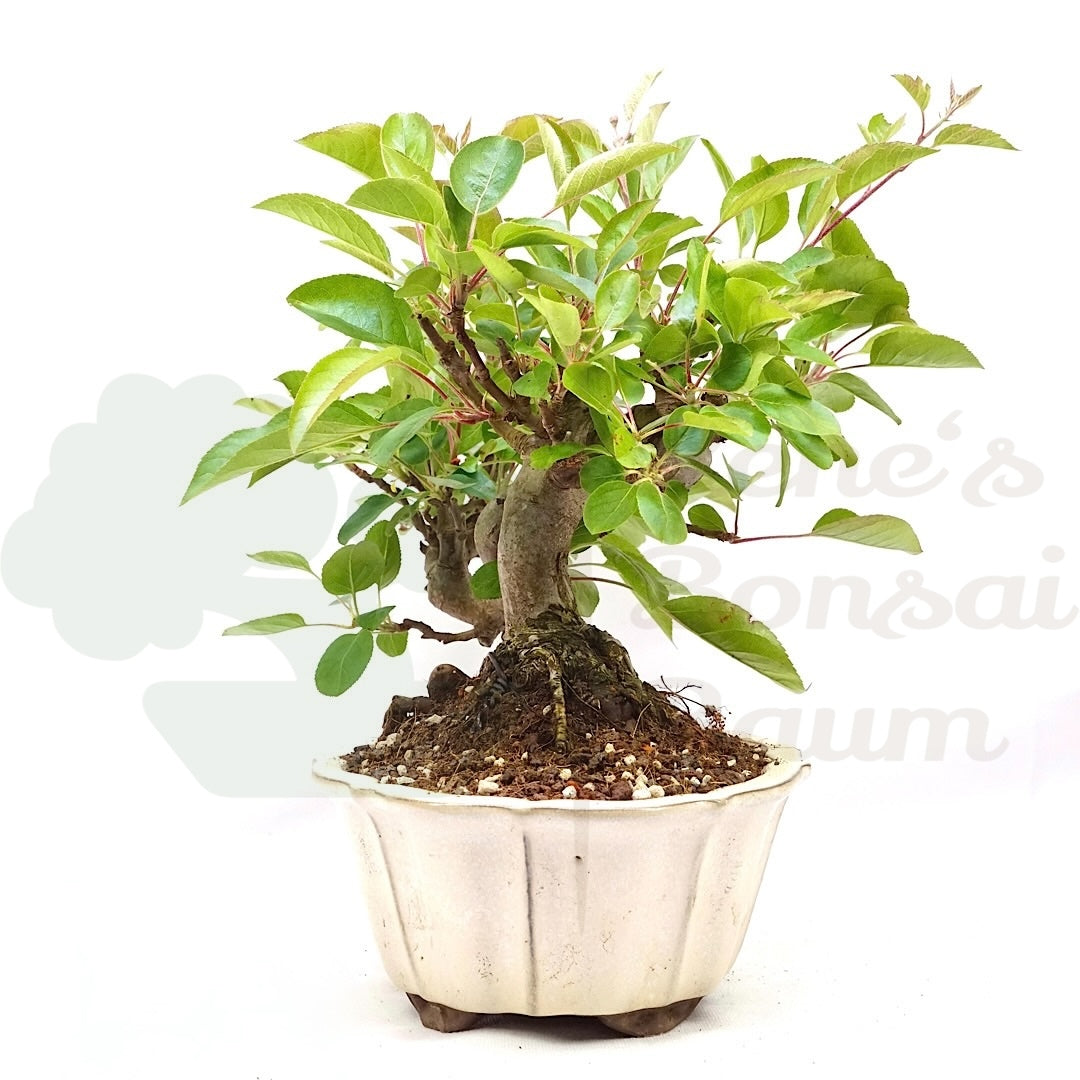Zierapfel 'Malus spec.'