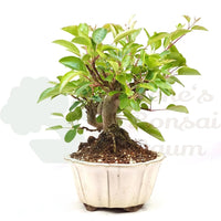 Zierapfel 'Malus spec.'