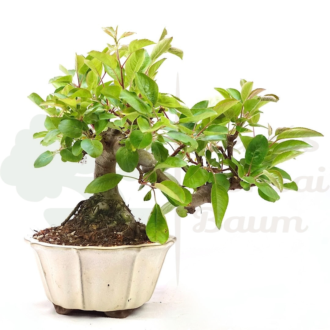 Zierapfel 'Malus spec.'