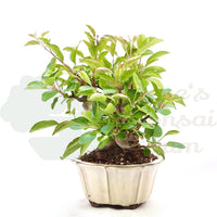 Zierapfel 'Malus spec.'