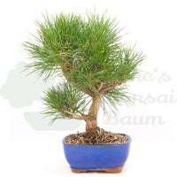 Japanische Schwarzkiefer 'Pinus thunbergii'