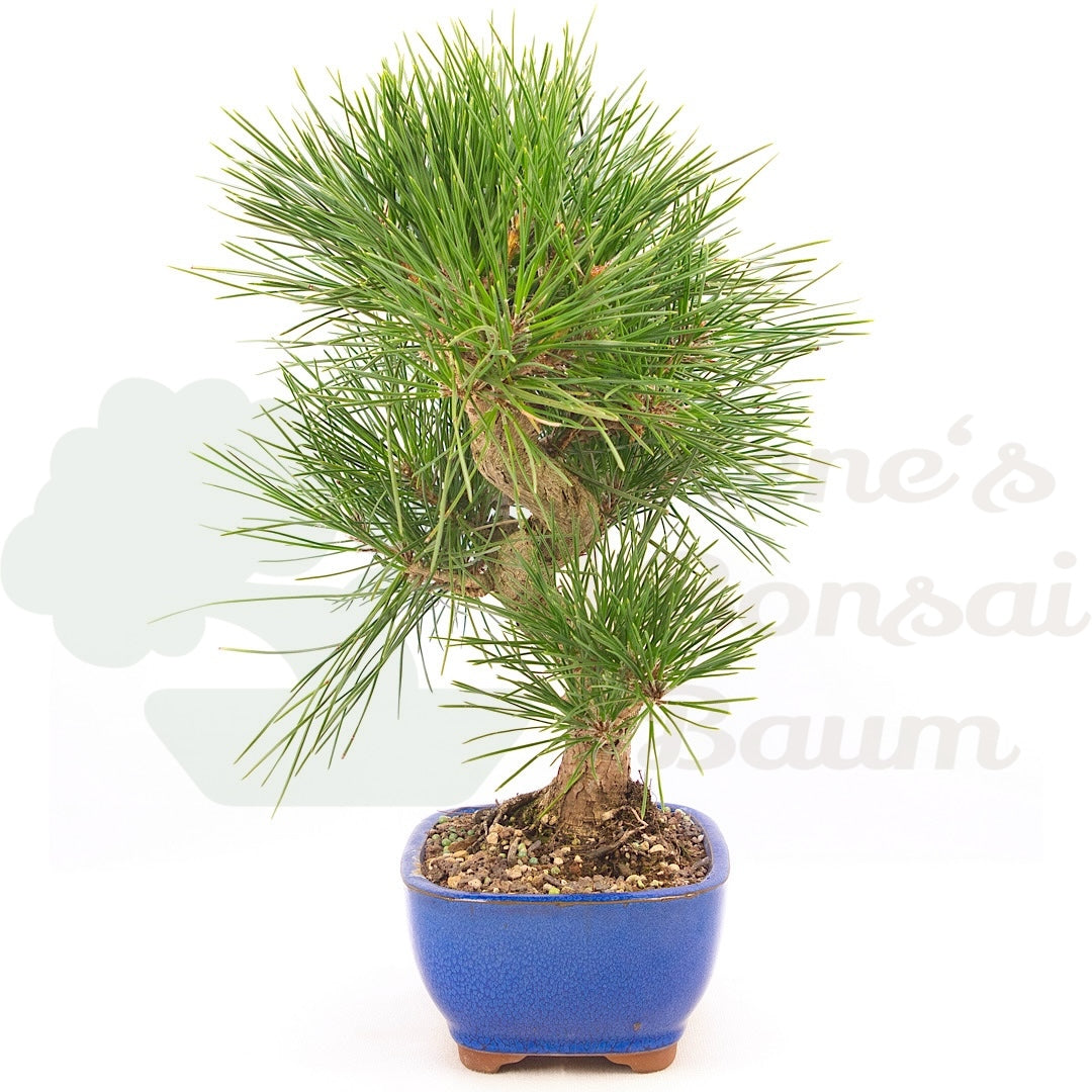 Japanische Schwarzkiefer 'Pinus thunbergii'