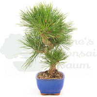 Japanische Schwarzkiefer 'Pinus thunbergii'