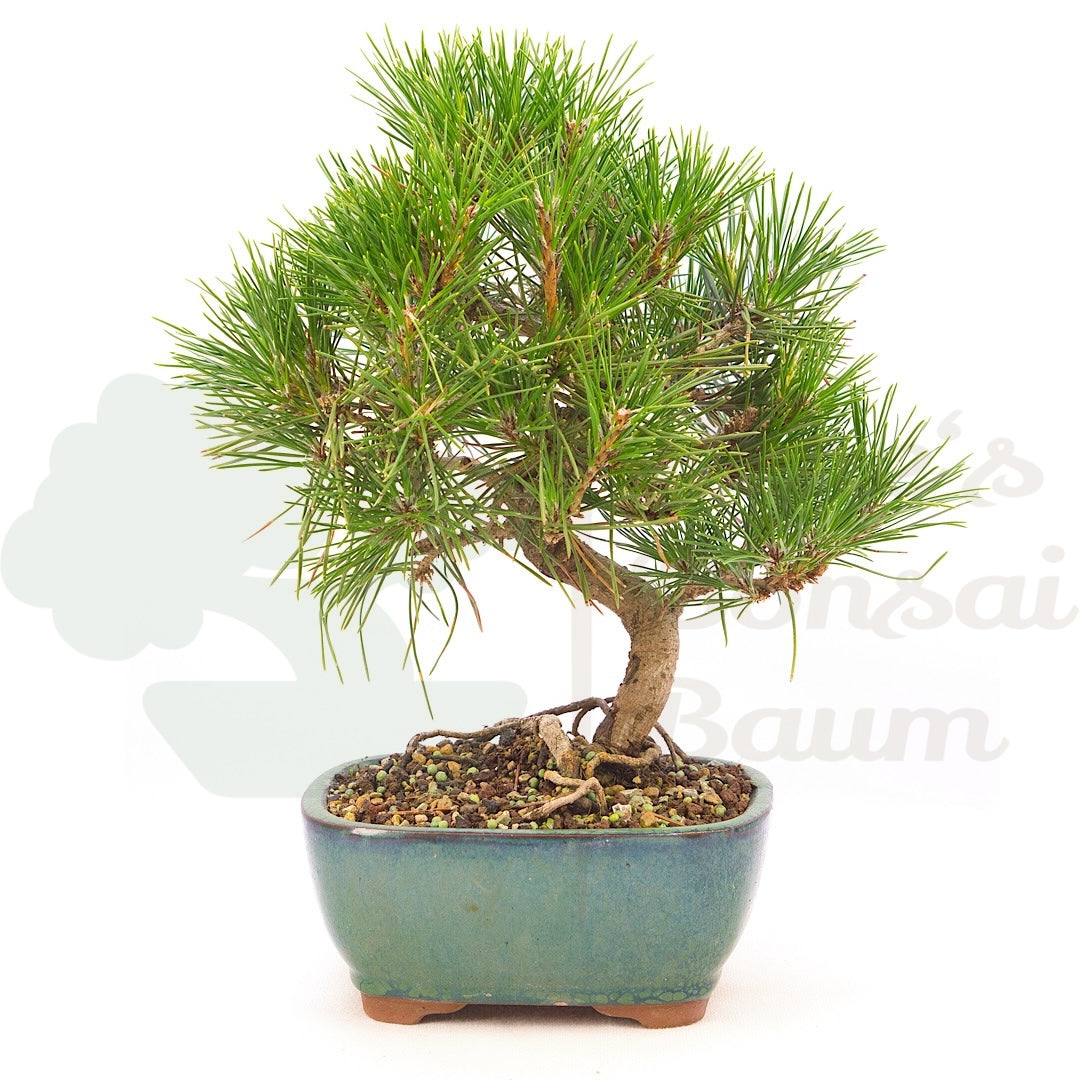 Japanische Schwarzkiefer 'Pinus thunbergii'