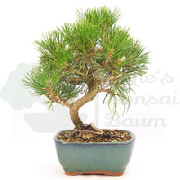 Japanische Schwarzkiefer 'Pinus thunbergii'