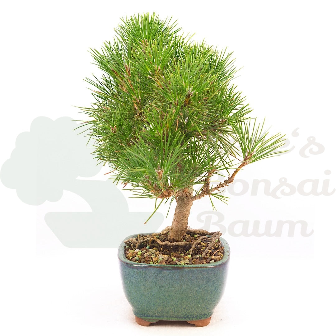 Japanische Schwarzkiefer 'Pinus thunbergii'
