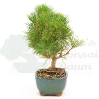 Japanische Schwarzkiefer 'Pinus thunbergii'