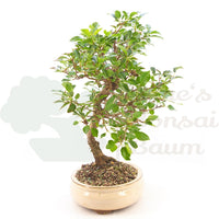 Steinweichsel 'Prunus mahaleb'