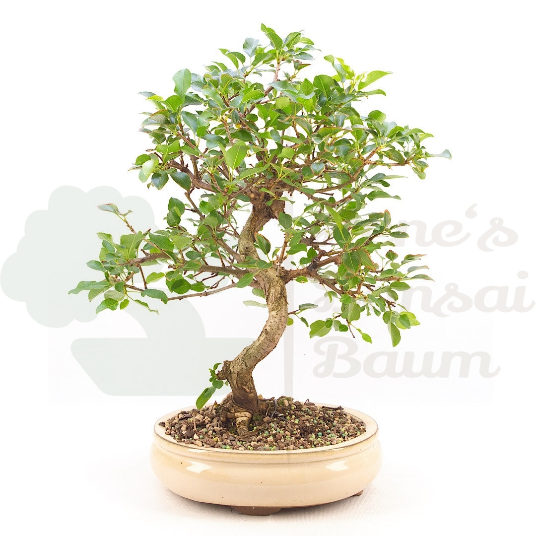 Steinweichsel 'Prunus mahaleb'