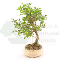 Steinweichsel 'Prunus mahaleb'