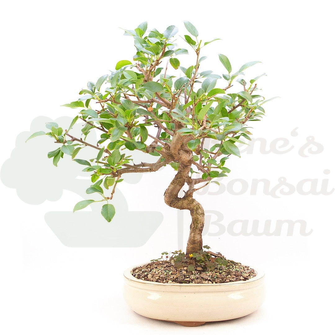Steinweichsel 'Prunus mahaleb'