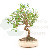 Steinweichsel 'Prunus mahaleb'