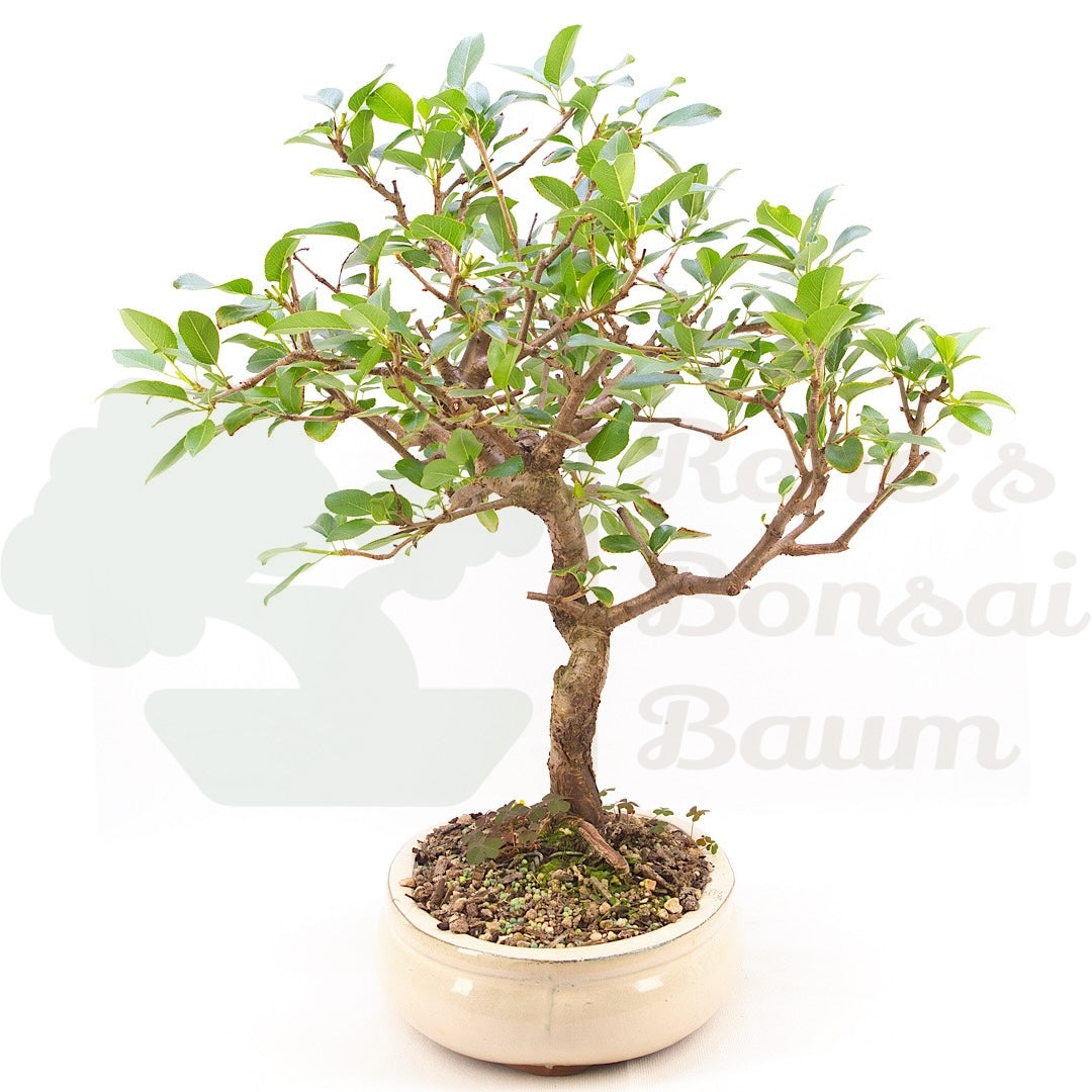 Steinweichsel 'Prunus mahaleb'
