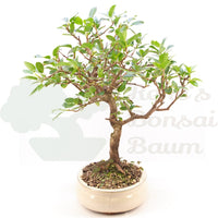 Steinweichsel 'Prunus mahaleb'