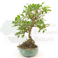 Steinweichsel 'Prunus mahaleb'