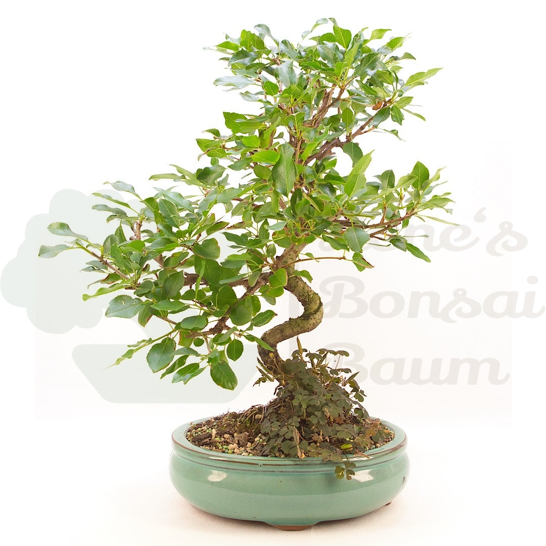 Steinweichsel 'Prunus mahaleb'