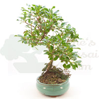 Steinweichsel 'Prunus mahaleb'