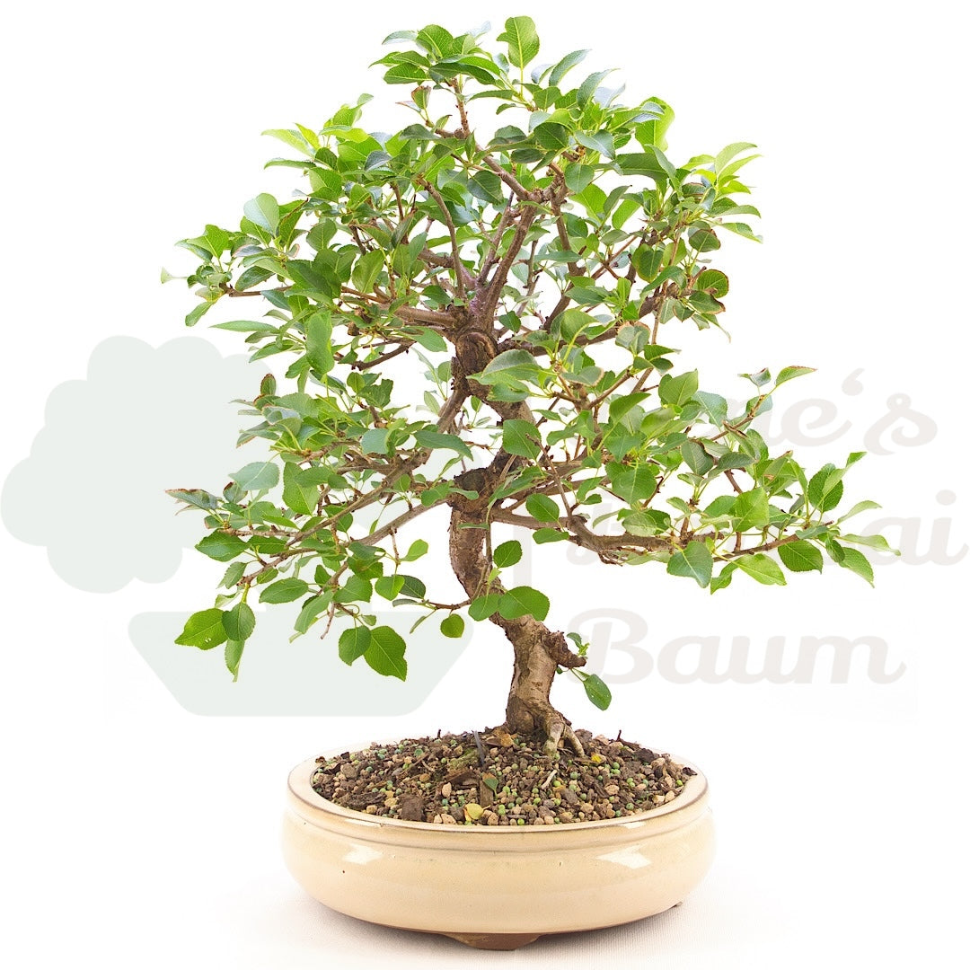 Steinweichsel 'Prunus mahaleb'