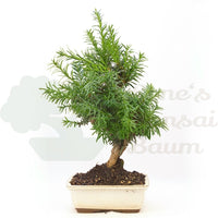 Eibe Hybrid 'Taxus media'