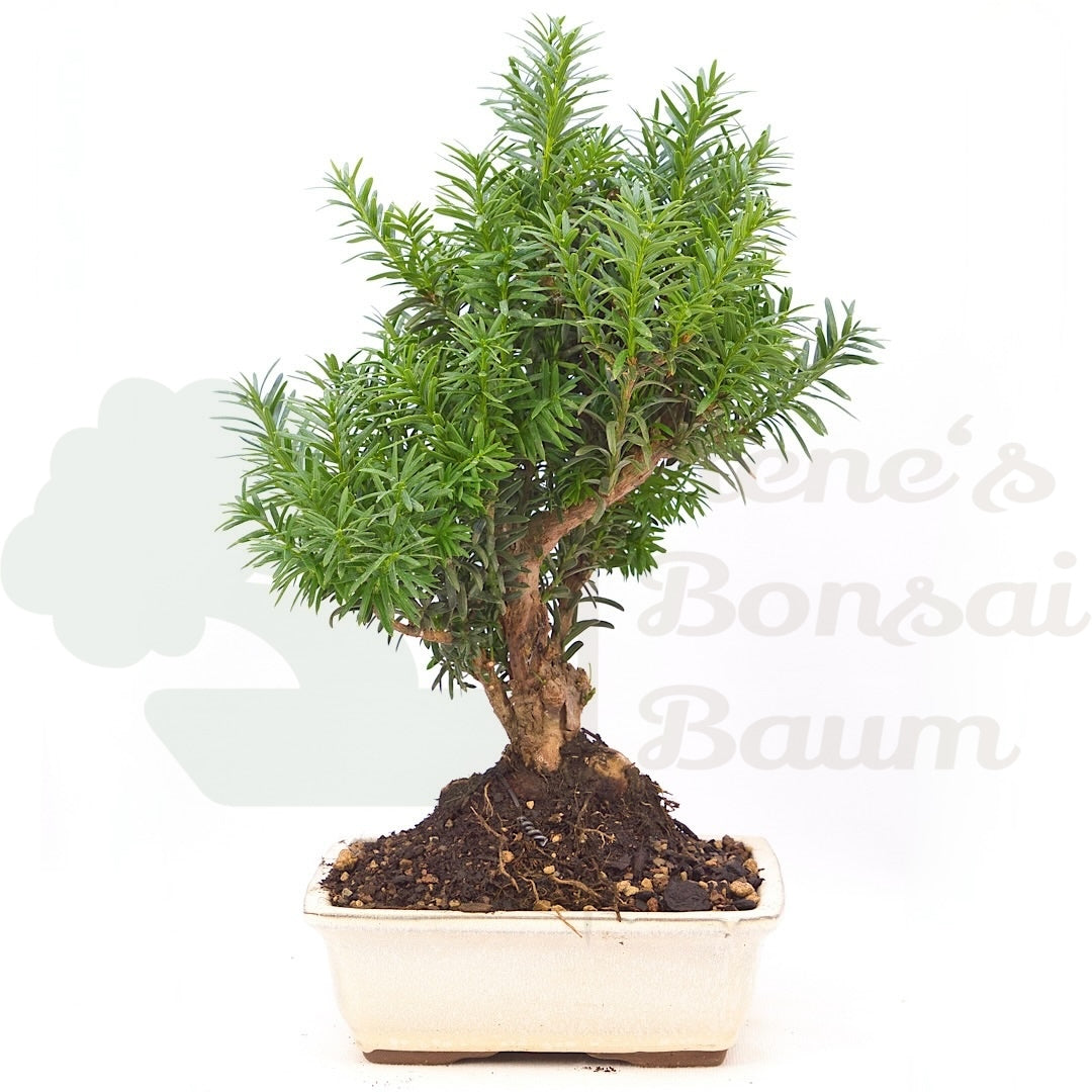 Eibe Hybrid 'Taxus media'