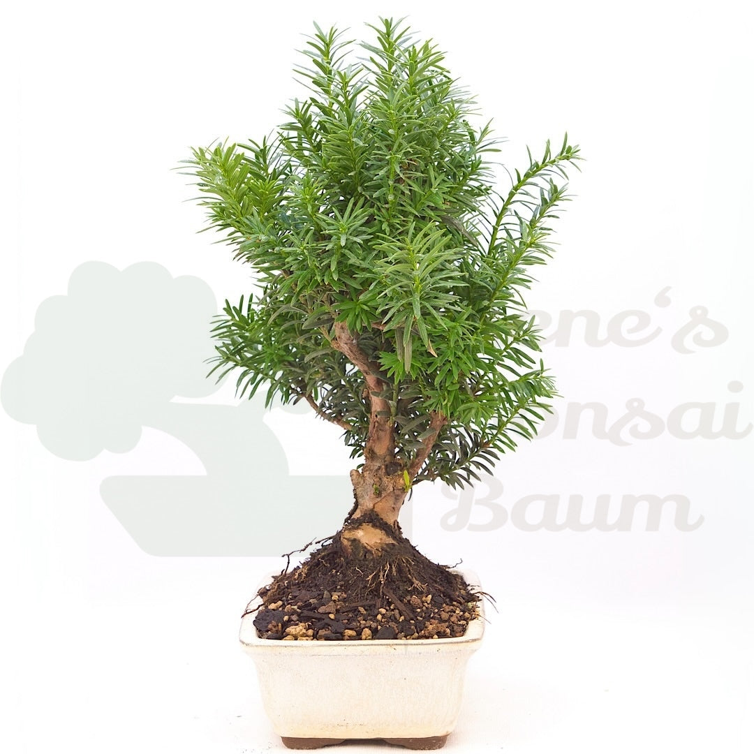 Eibe Hybrid 'Taxus media'