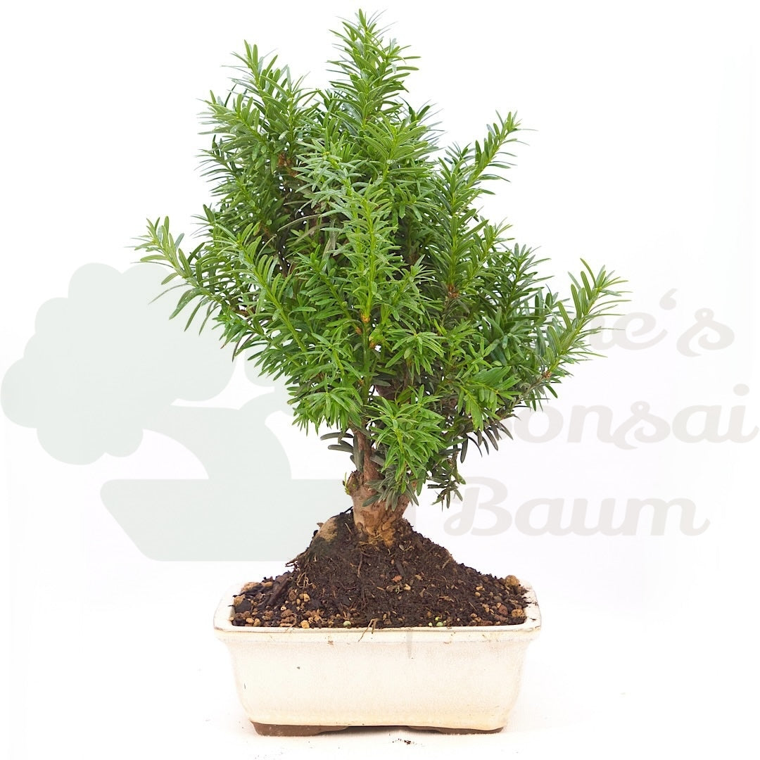 Eibe Hybrid 'Taxus media'