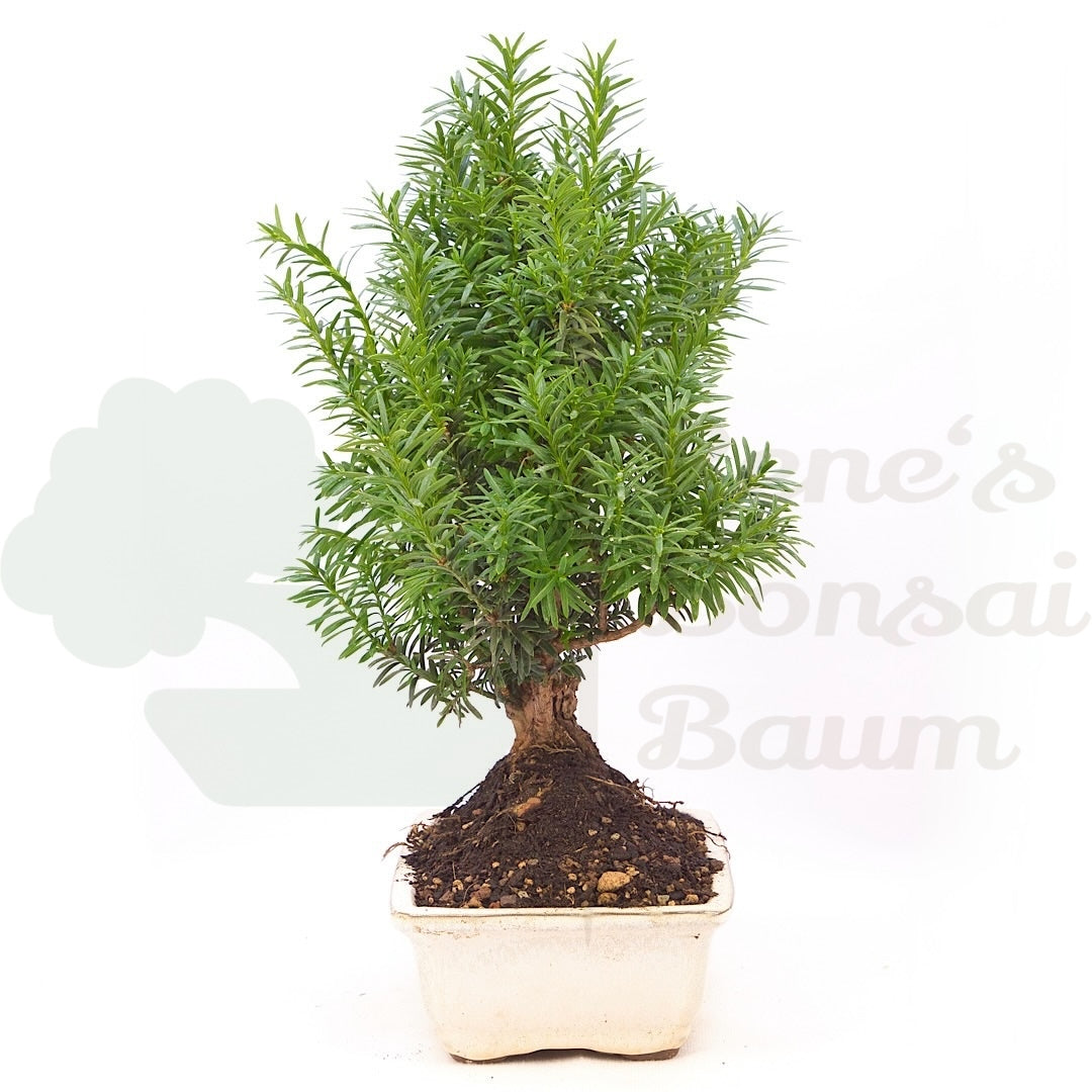 Eibe Hybrid 'Taxus media'