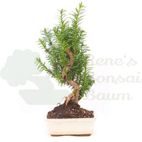 Eibe Hybrid 'Taxus media'