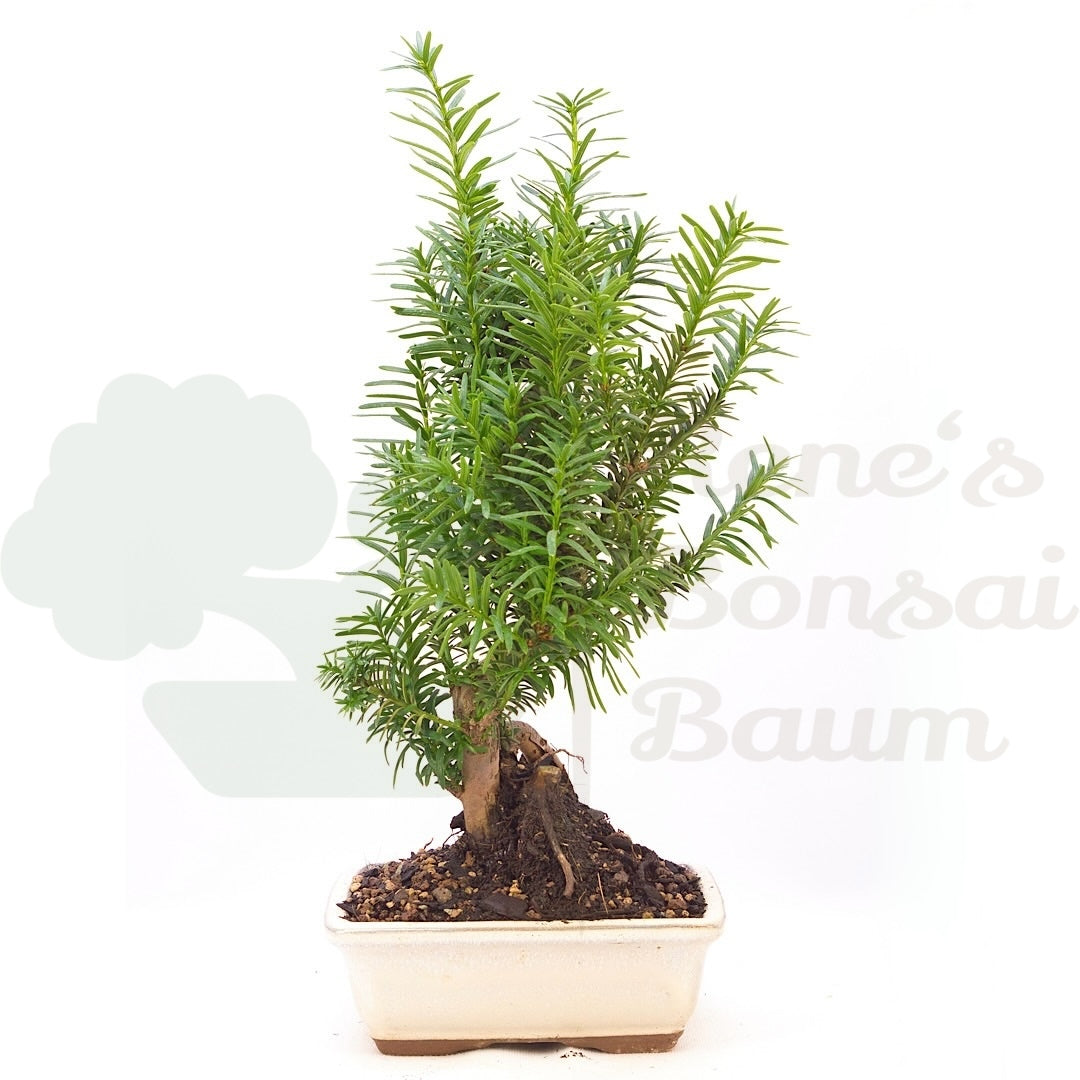 Eibe Hybrid 'Taxus media'