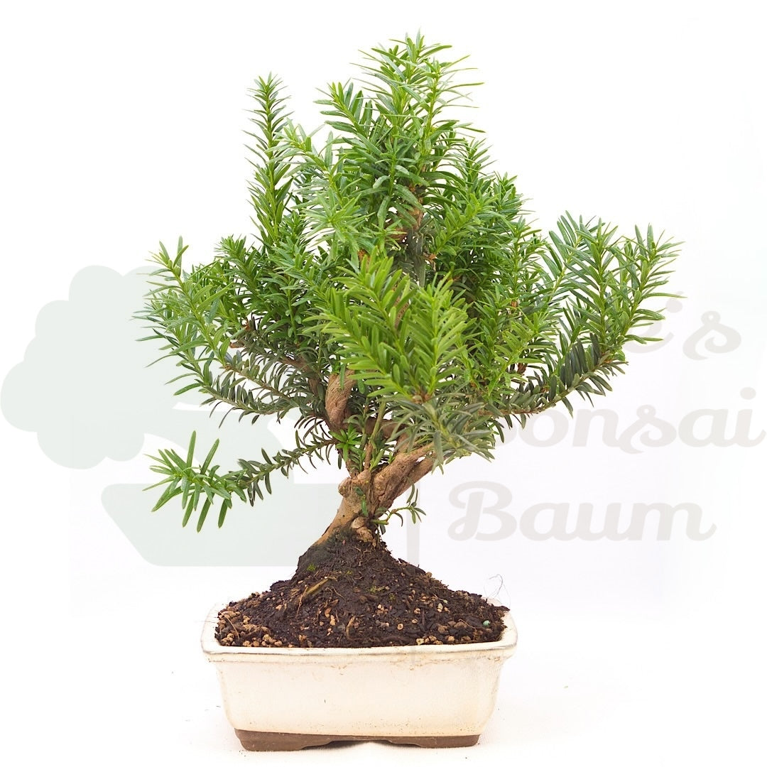 Eibe Hybrid 'Taxus media'