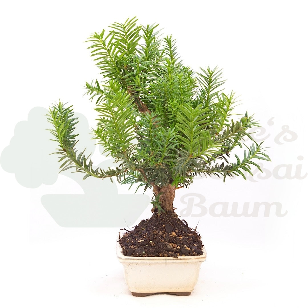Eibe Hybrid 'Taxus media'