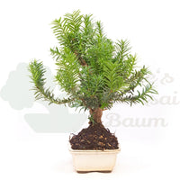 Eibe Hybrid 'Taxus media'