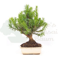 Eibe Hybrid 'Taxus media'