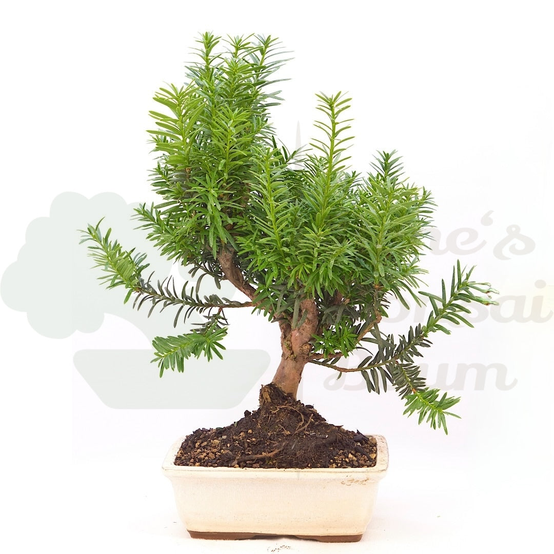 Eibe Hybrid 'Taxus media'