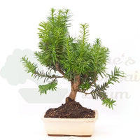 Eibe Hybrid 'Taxus media'