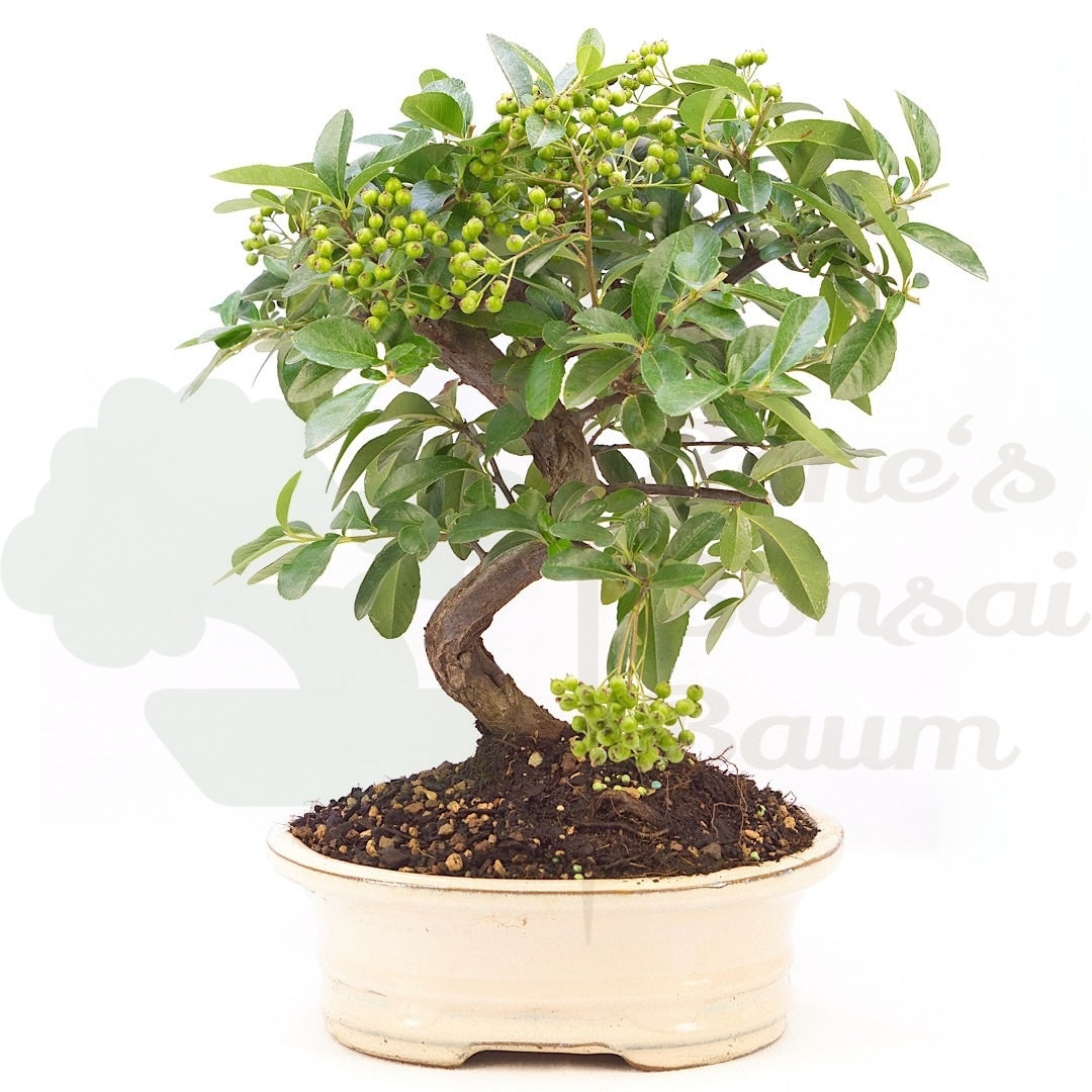 Feuerdorn 'Pyracantha coccinea'
