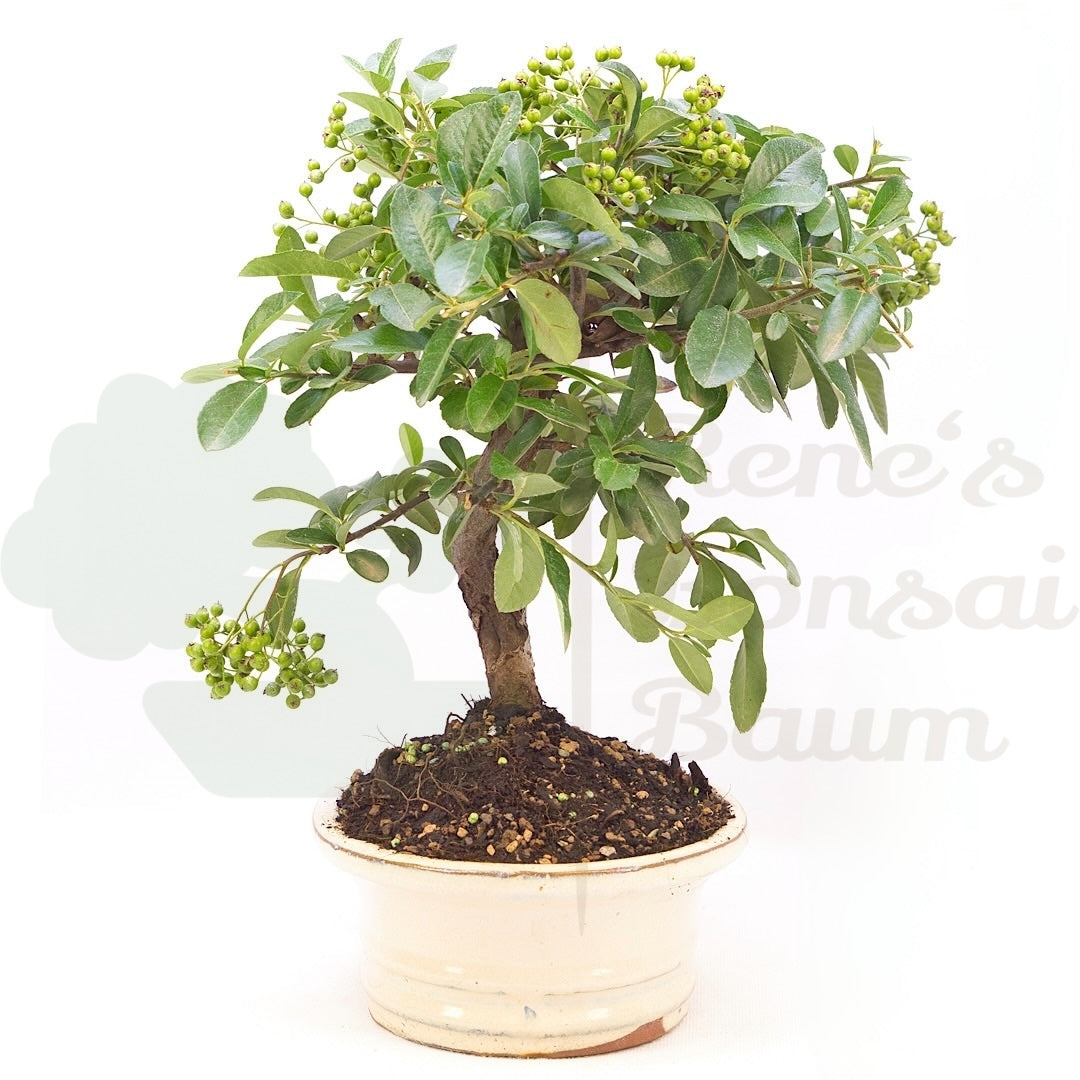 Feuerdorn 'Pyracantha coccinea'