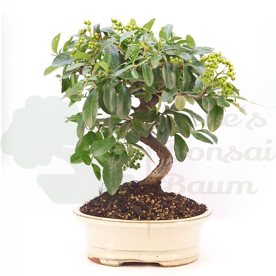 Feuerdorn 'Pyracantha coccinea'