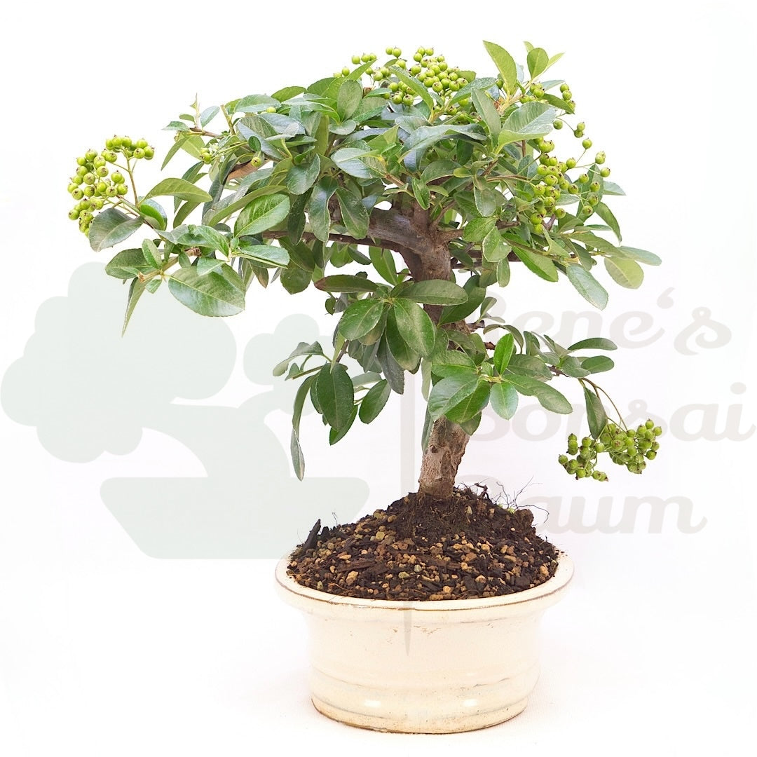 Feuerdorn 'Pyracantha coccinea'