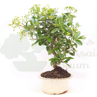Feuerdorn 'Pyracantha coccinea'