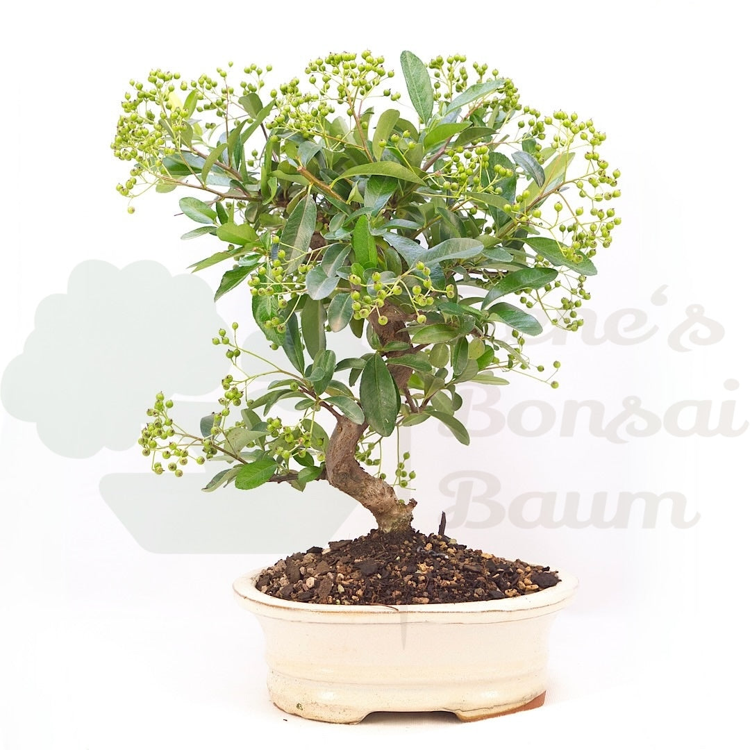 Feuerdorn 'Pyracantha coccinea'