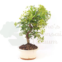 Feuerdorn 'Pyracantha coccinea'