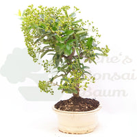 Feuerdorn 'Pyracantha coccinea'
