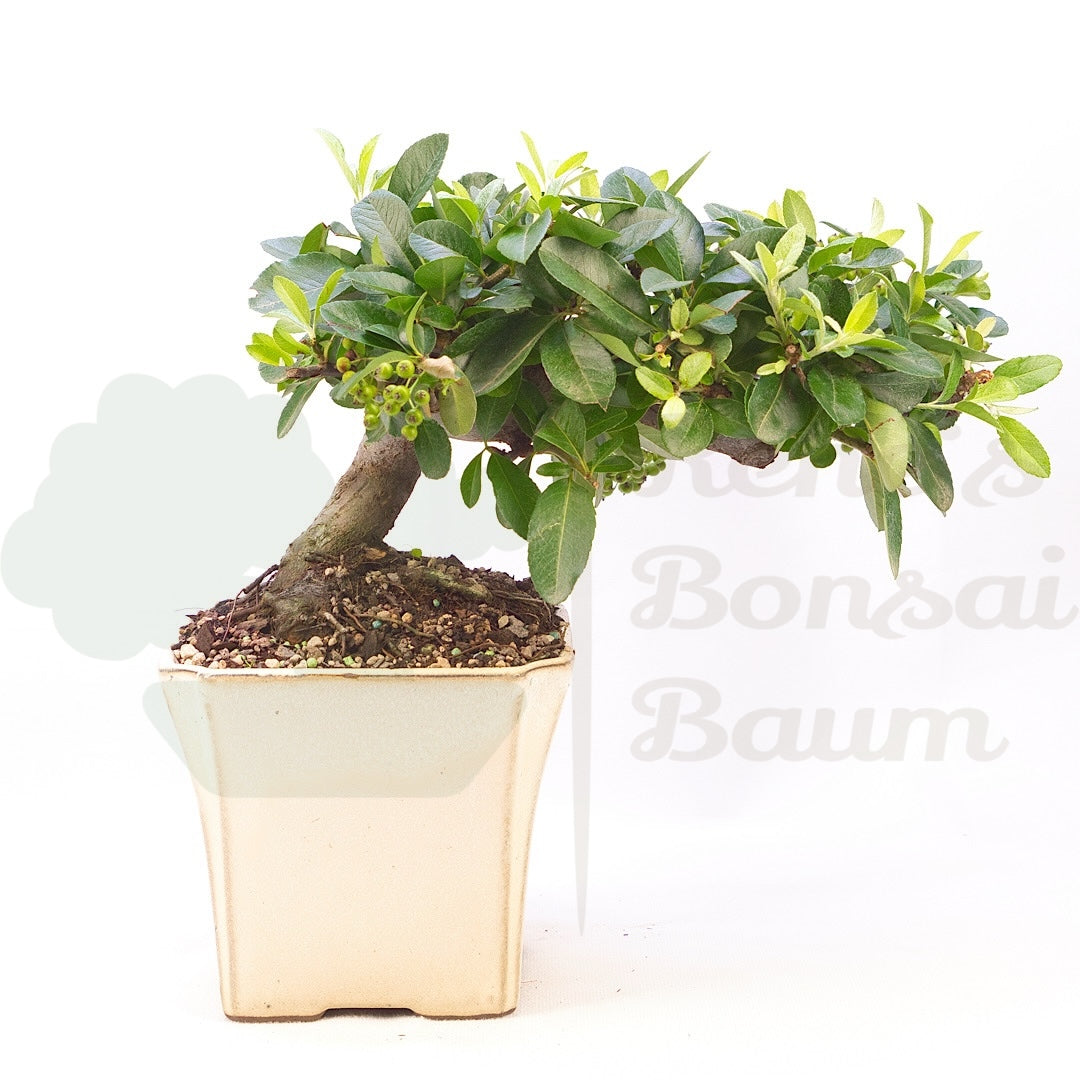 Feuerdorn 'Pyracantha coccinea'