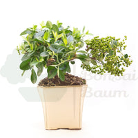 Feuerdorn 'Pyracantha coccinea'