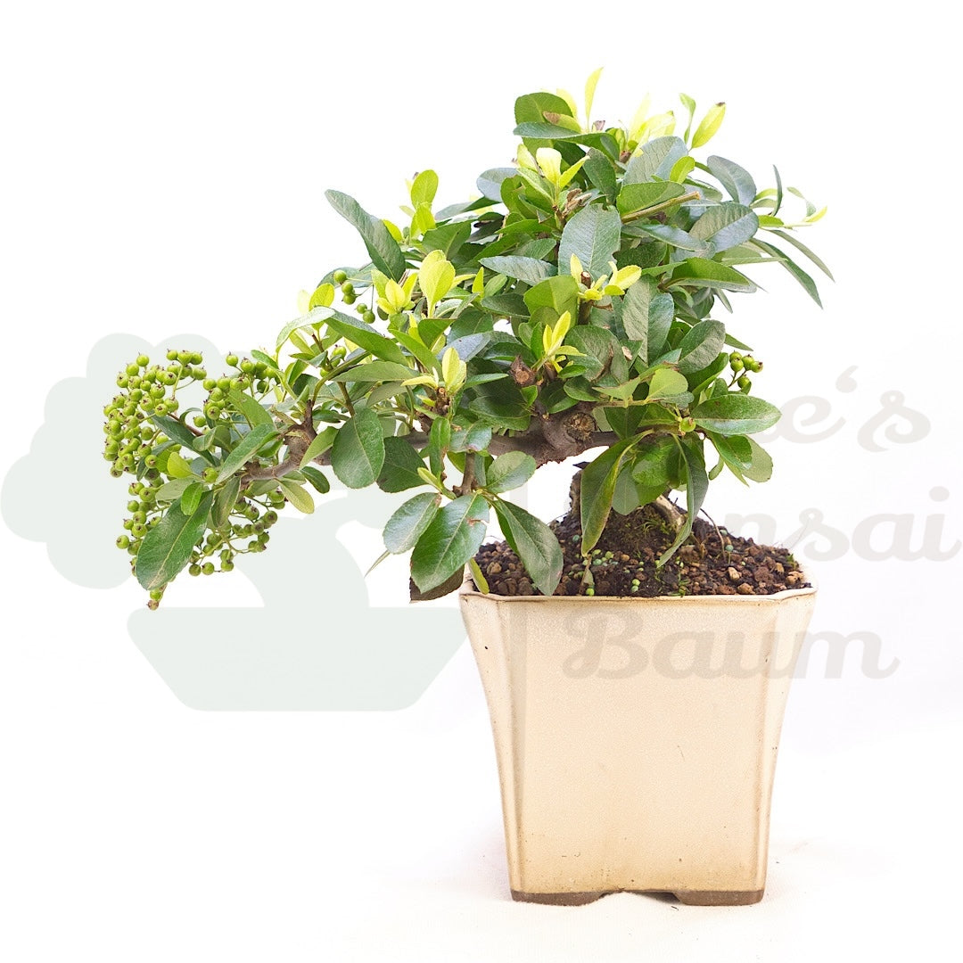 Feuerdorn 'Pyracantha coccinea'