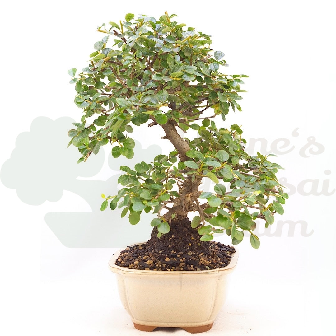 Fächer- Zwergmispel 'Cotoneaster horizontalis'